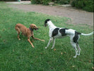 10 WAYS GREYHOUNDS IMPROVE OUR LIVES