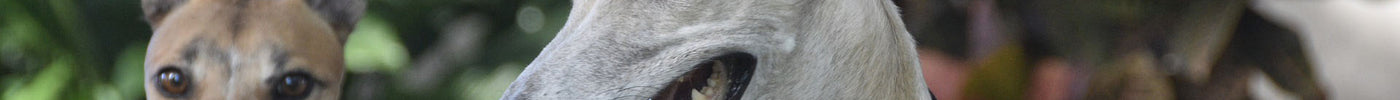 PET HEALTH INSURANCE ABCs