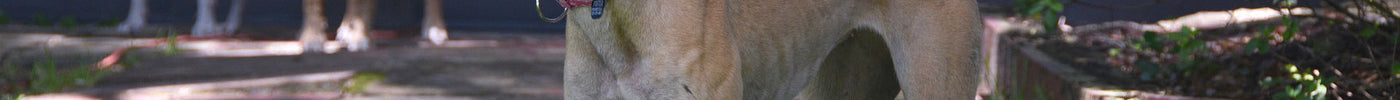 10 EASY STEPS TO HELP YOUR NEW GREYHOUND ADAPT
