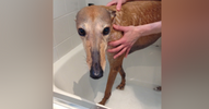 How to Groom and Bathe Your Greyhound