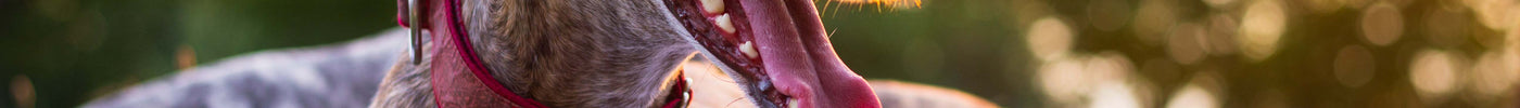 OCTOBER IS NATIONAL PET WELLNESS MONTH