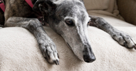 Is Your Greyhound Destroying Items Around The House? Here’s What to do.