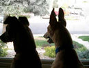 KEEP YOUR GREYHOUND BUSY WHILE YOU’RE AT WORK