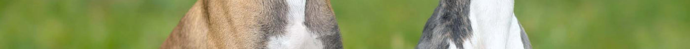 GREYHOUNDS VERSUS WHIPPETS