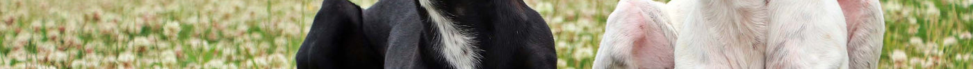 GREYHOUND ADOPTION MONTH: 10 HAIKU
