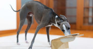 Dog Food Toppers – Encourage your picky eater to chow down