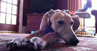 How to Take Care of Your Greyhound in Unexpected Events