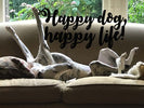 8 COMMON MISTAKES WE MAKE AS PET PARENTS