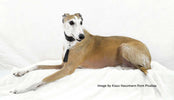 TOP 10 REASONS TO ADOPT A SENIOR GREYHOUND