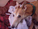 7 WAYS TO MANAGE YOUR GREYHOUND’S PAIN