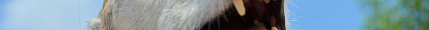 GREYHOUND TEETH: ALTERNATIVES TO BRUSHING