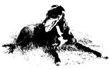 Load image into Gallery viewer, Greyhound Note Card Set