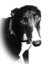 Load image into Gallery viewer, Greyhound Note Card Set