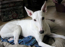 Load image into Gallery viewer, Greyhound Note Card Set