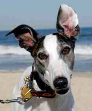 Load image into Gallery viewer, Greyhound Note Card Set