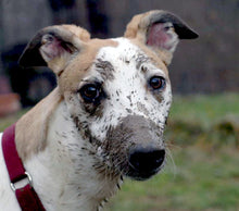 Load image into Gallery viewer, Greyhound Note Card Set