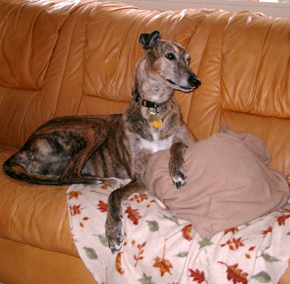 12 MONEY SAVING TIPS FOR DOG LOVERS