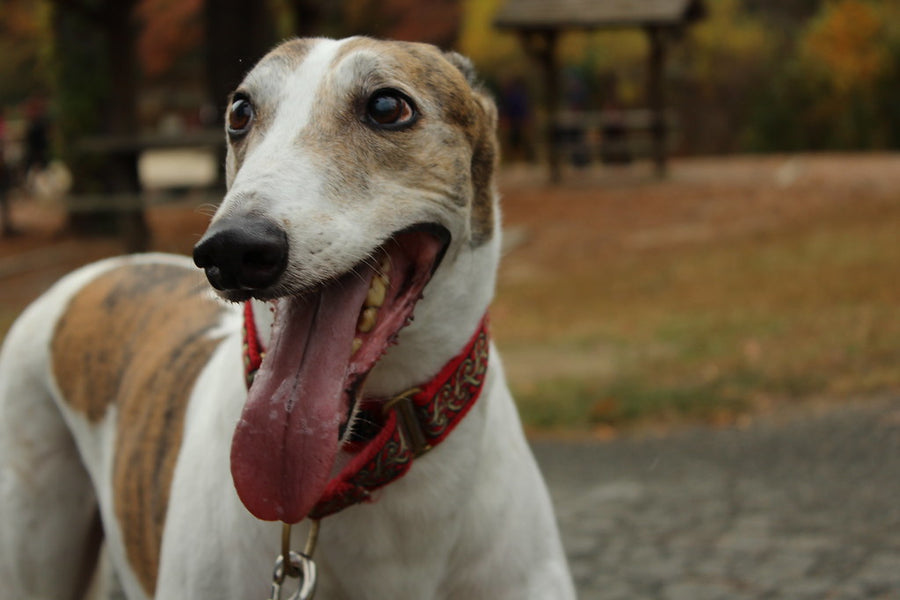 How to Handle your Greyhound at a Dog Park