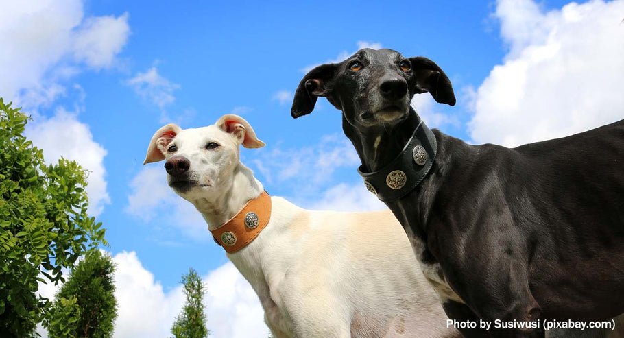 IS A GALGO THE SAME AS A GREYHOUND?