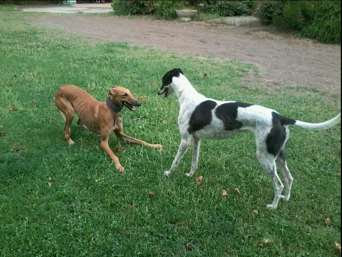 10 WAYS GREYHOUNDS IMPROVE OUR LIVES