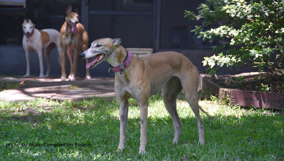 10 EASY STEPS TO HELP YOUR NEW GREYHOUND ADAPT