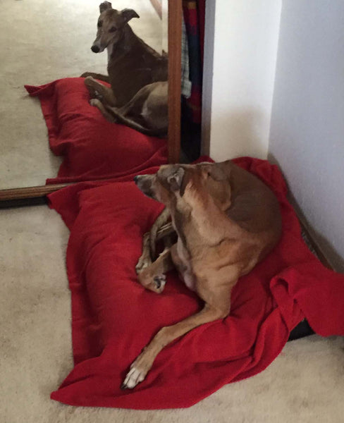 Sydney Finds Her Forever Home