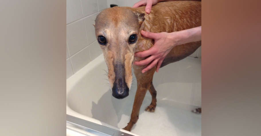 How to Groom and Bathe Your Greyhound