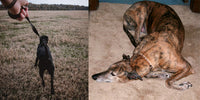 Communicating with your Greyhound – 5 more things that annoy your dog