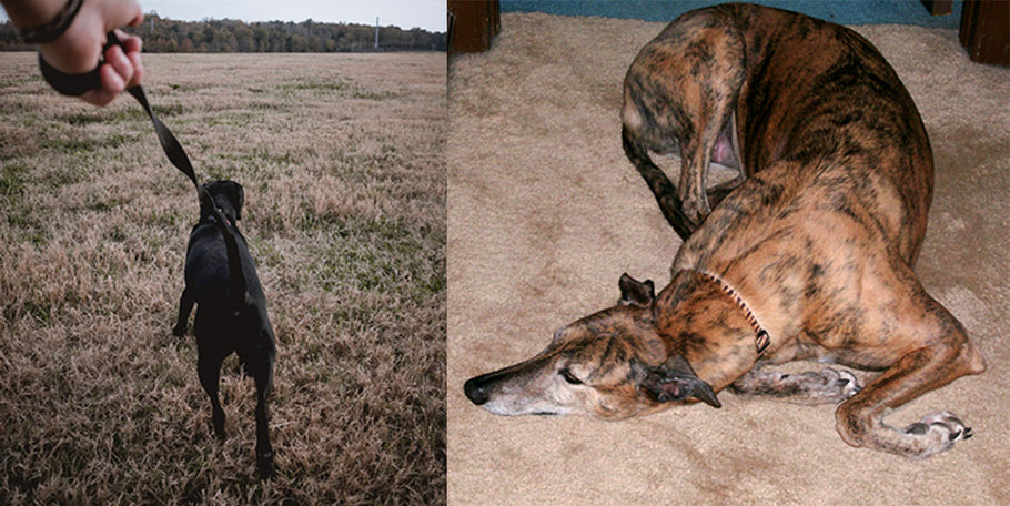 Communicating with your Greyhound – 5 more things that annoy your dog