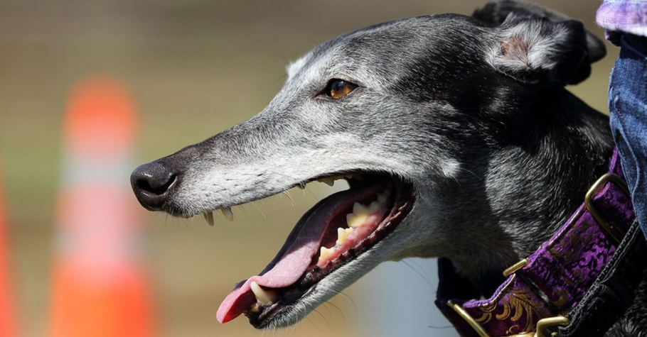 Tips to Help you Succeed as a Greyhound Volunteer