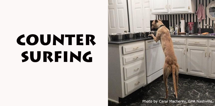 COUNTER SURFING