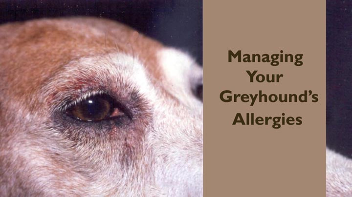 MANAGING GREYHOUND ALLERGIES