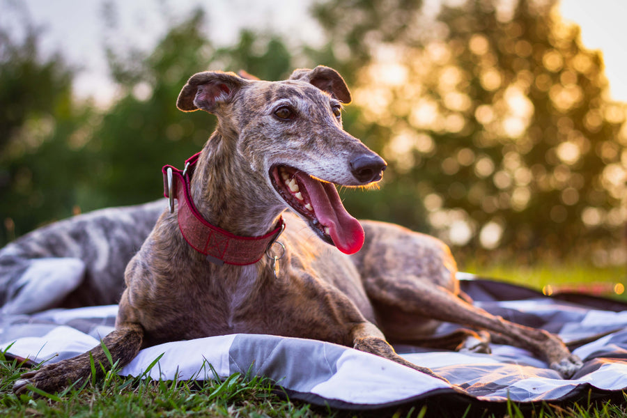 OCTOBER IS NATIONAL PET WELLNESS MONTH