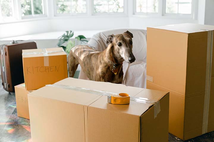SMART TIPS AND RESOURCES FOR DOWNSIZING WITH PETS