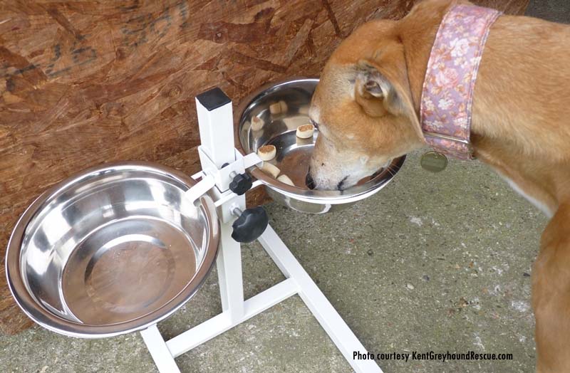 THE CONTROVERSY OVER ELEVATED PET FEEDERS