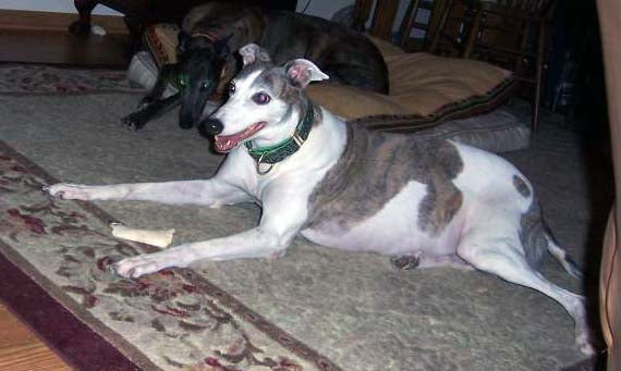 SHOULD I GIVE MY GREYHOUND BONES?