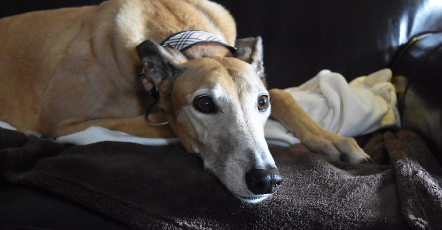 Daycare and Pet Sitters – Does Your Greyhound Need One?