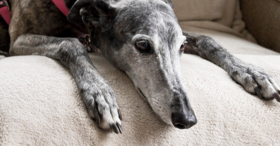 Is Your Greyhound Destroying Items Around The House? Here’s What to do.