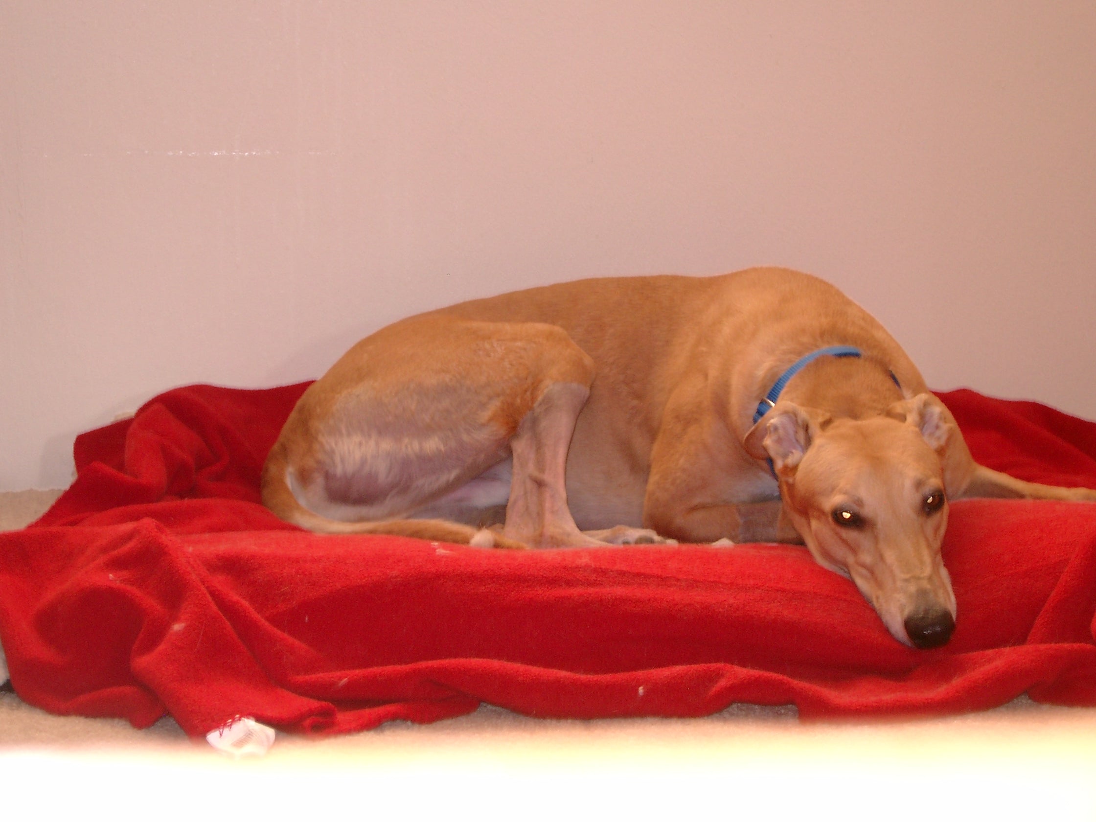 NOVEMBER IS PET CANCER AWARENESS MONTH: WHAT YOU NEED TO KNOW