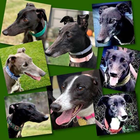 IRISH GREYHOUNDS: FROM LEGEND TO COMMODITY…..TO BELOVED PETS AT LONG LAST