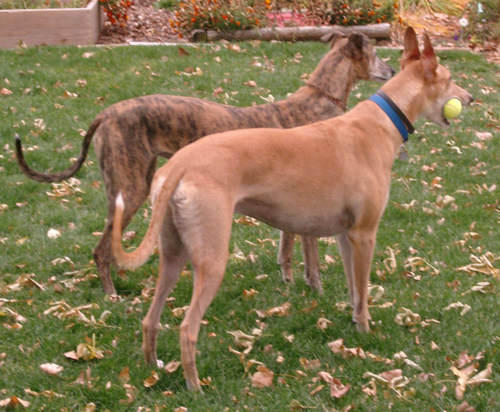 KEEP YOUR GREYHOUND SAFE THIS FALL