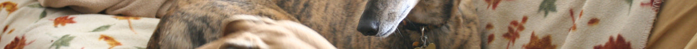 TACTICS TO STOP YOUR GREYHOUND FROM CHEWING THE FURNITURE