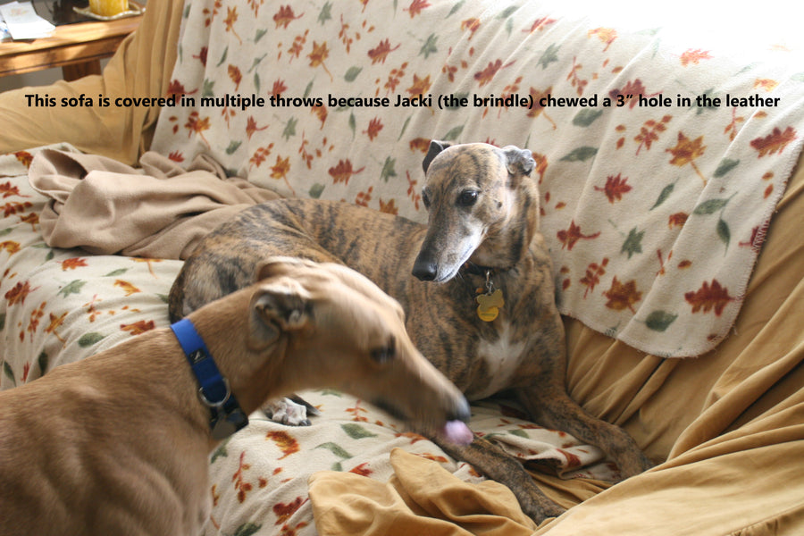 TACTICS TO STOP YOUR GREYHOUND FROM CHEWING THE FURNITURE