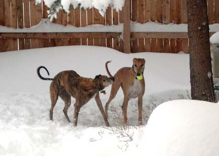 10 WINTER CARE TIPS FOR YOUR GREYHOUND