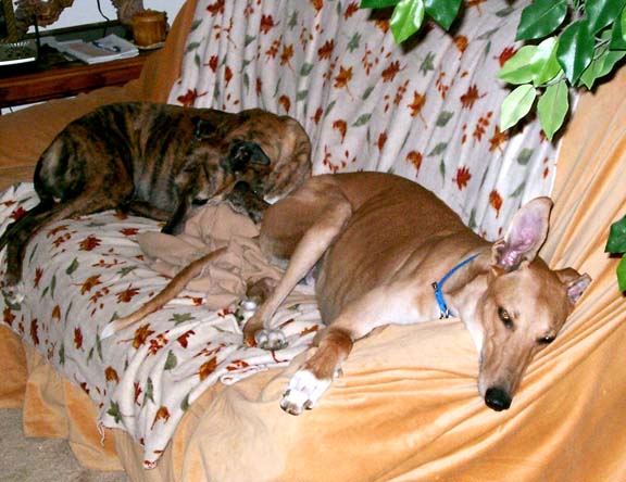 3 PET-FRIENDLY ACTIVITIES YOU SHOULD TRY WITH YOUR GREYHOUND