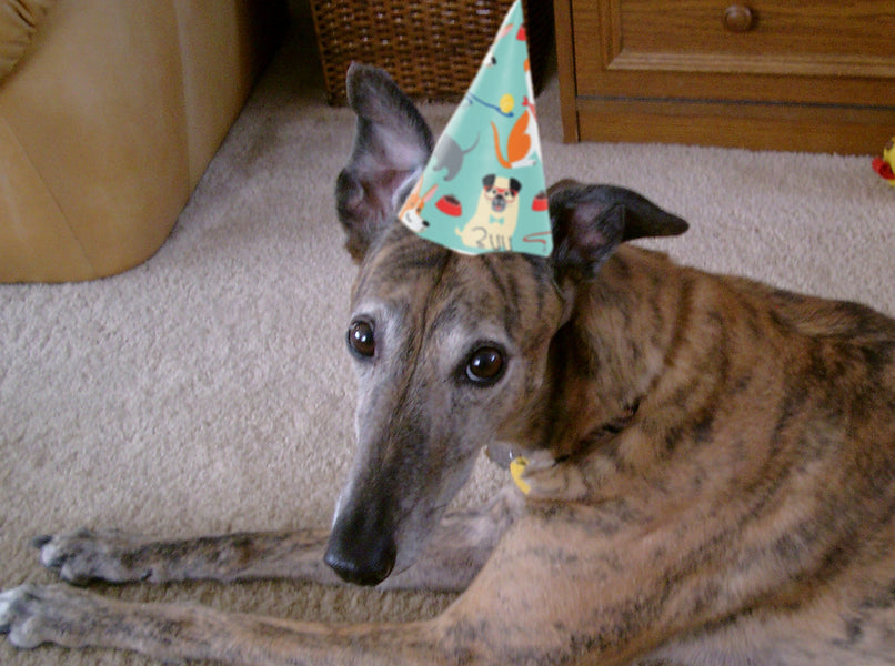CELEBRATE DOG PARTY DAY