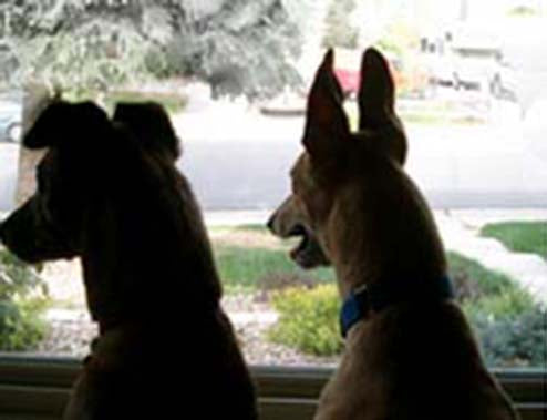 KEEP YOUR GREYHOUND BUSY WHILE YOU’RE AT WORK