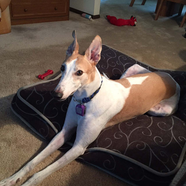 Fostering Maya