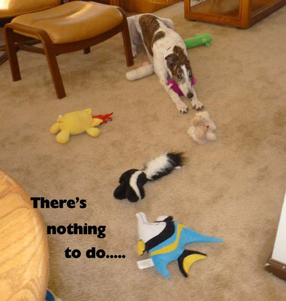 IS YOUR GREYHOUND BORED?