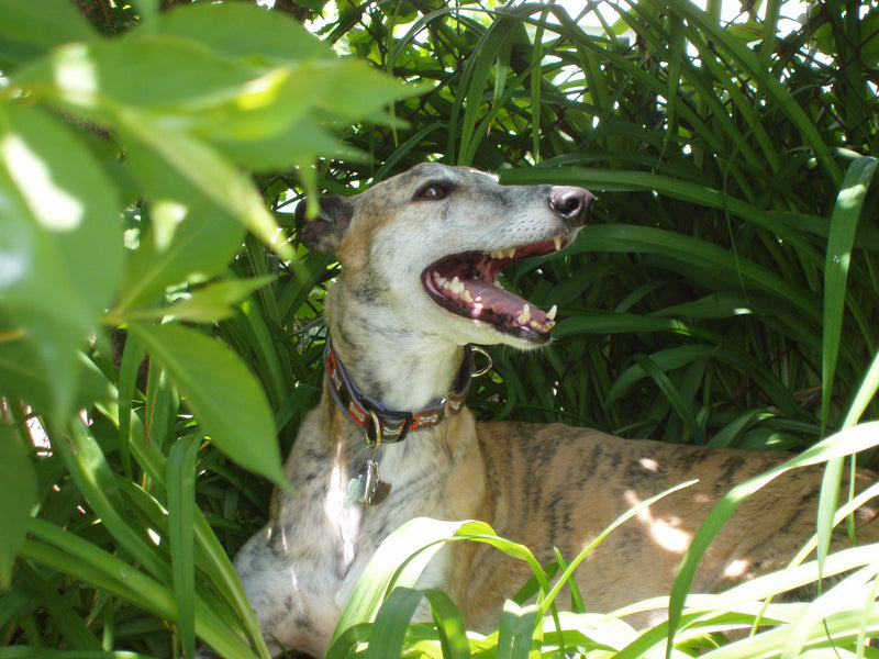 SIGNS YOUR GREYHOUND IS OVERHEATING